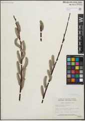 Foto von Salix planifolia Pursh